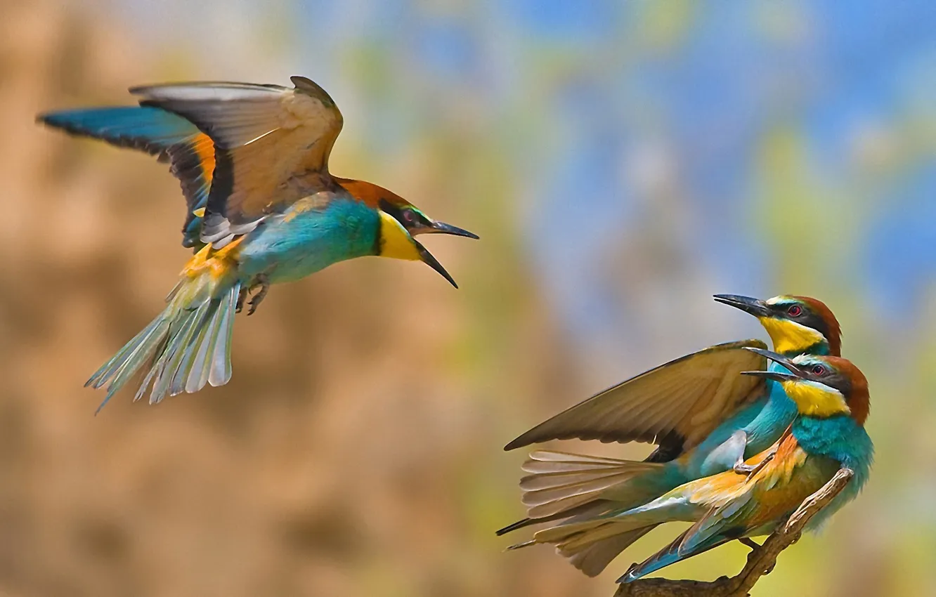 Photo wallpaper birds, cheating, rival