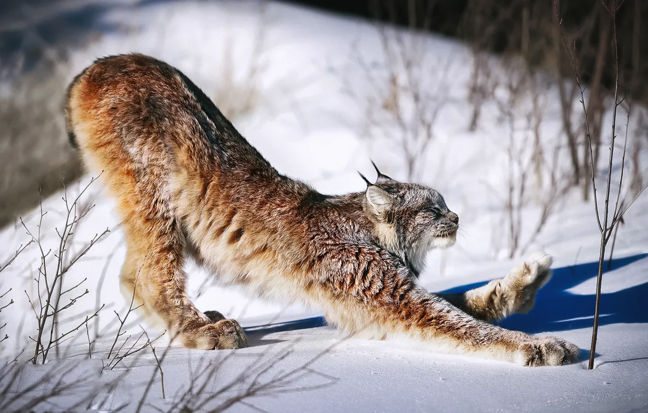 Photo wallpaper cat, snow, morning, charging, Lynx, Lynx, Canadian lynx