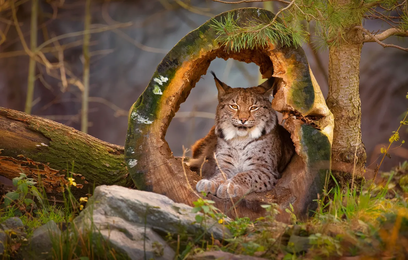 Photo wallpaper forest, grass, look, face, trees, nature, pose, stones
