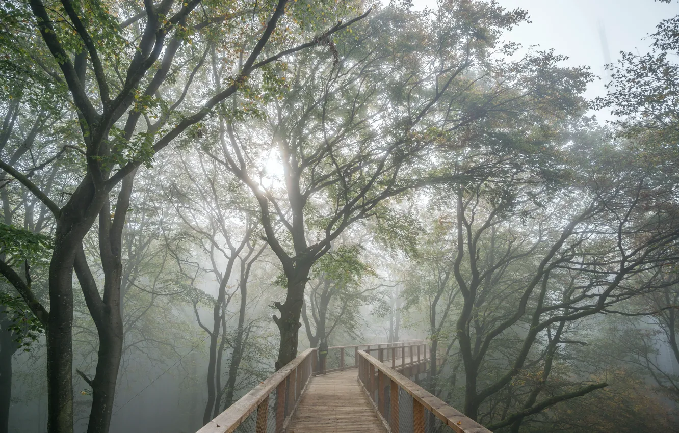 Photo wallpaper leaves, light, trees, bridge, nature, Germany, broom, Saarschleife