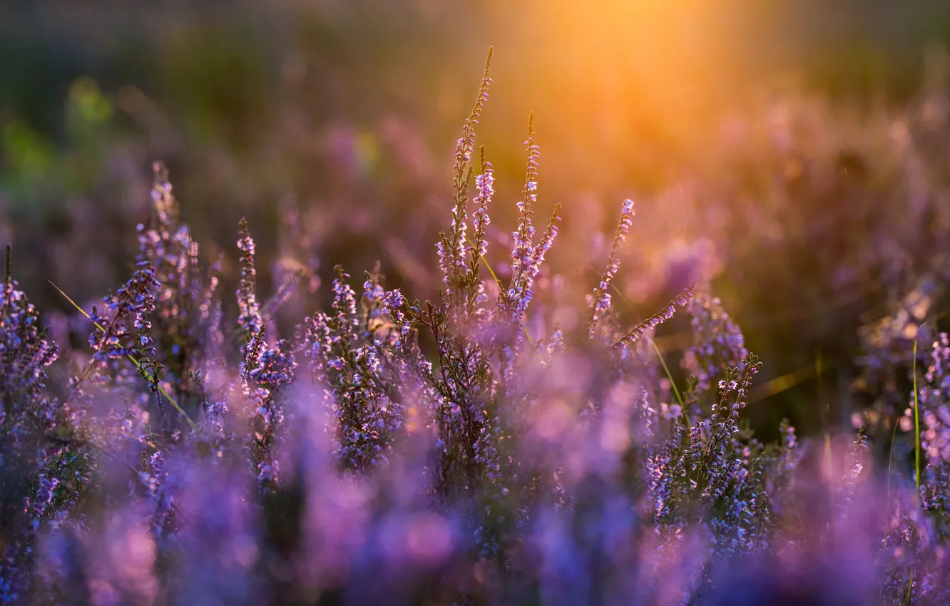Photo wallpaper light, flowers, glade, pink, bokeh, Heather