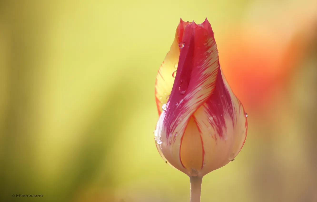 Photo wallpaper flower, macro, Rosa, Tulip