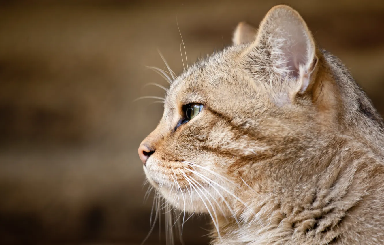 Photo wallpaper face, profile, wild cat, European cat