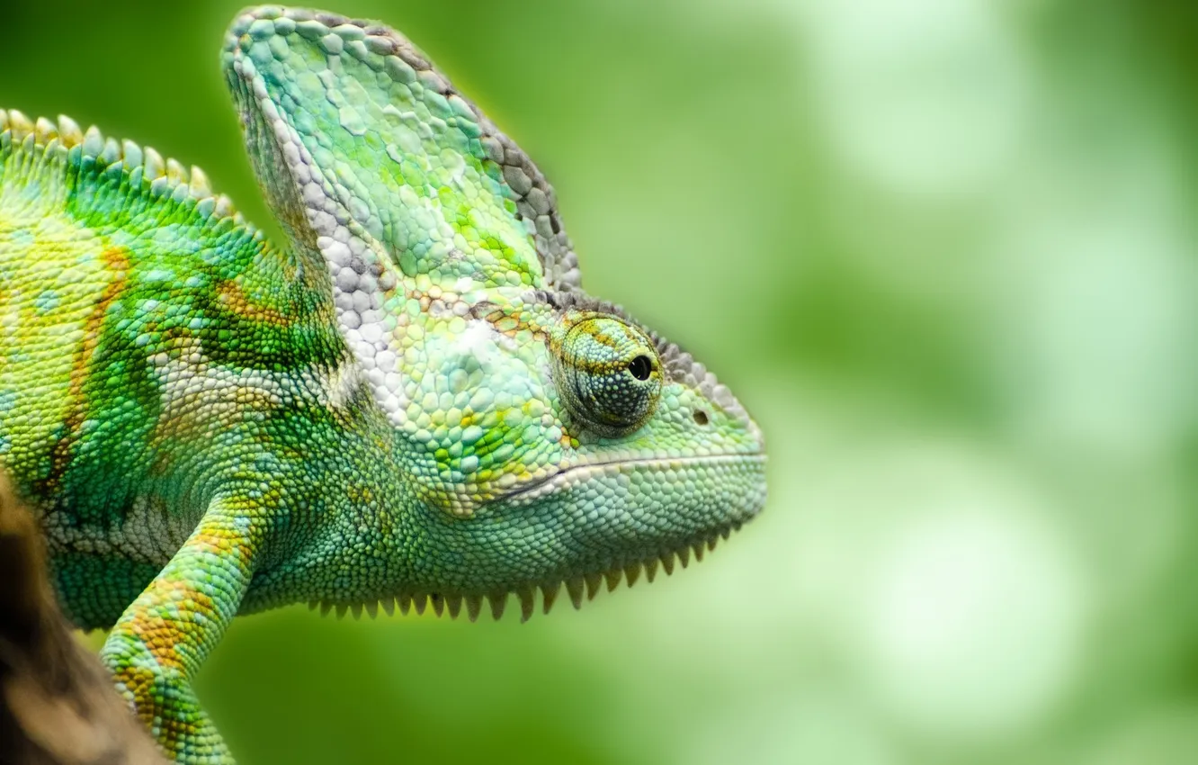 Photo wallpaper green, background, lizard, Chameleon