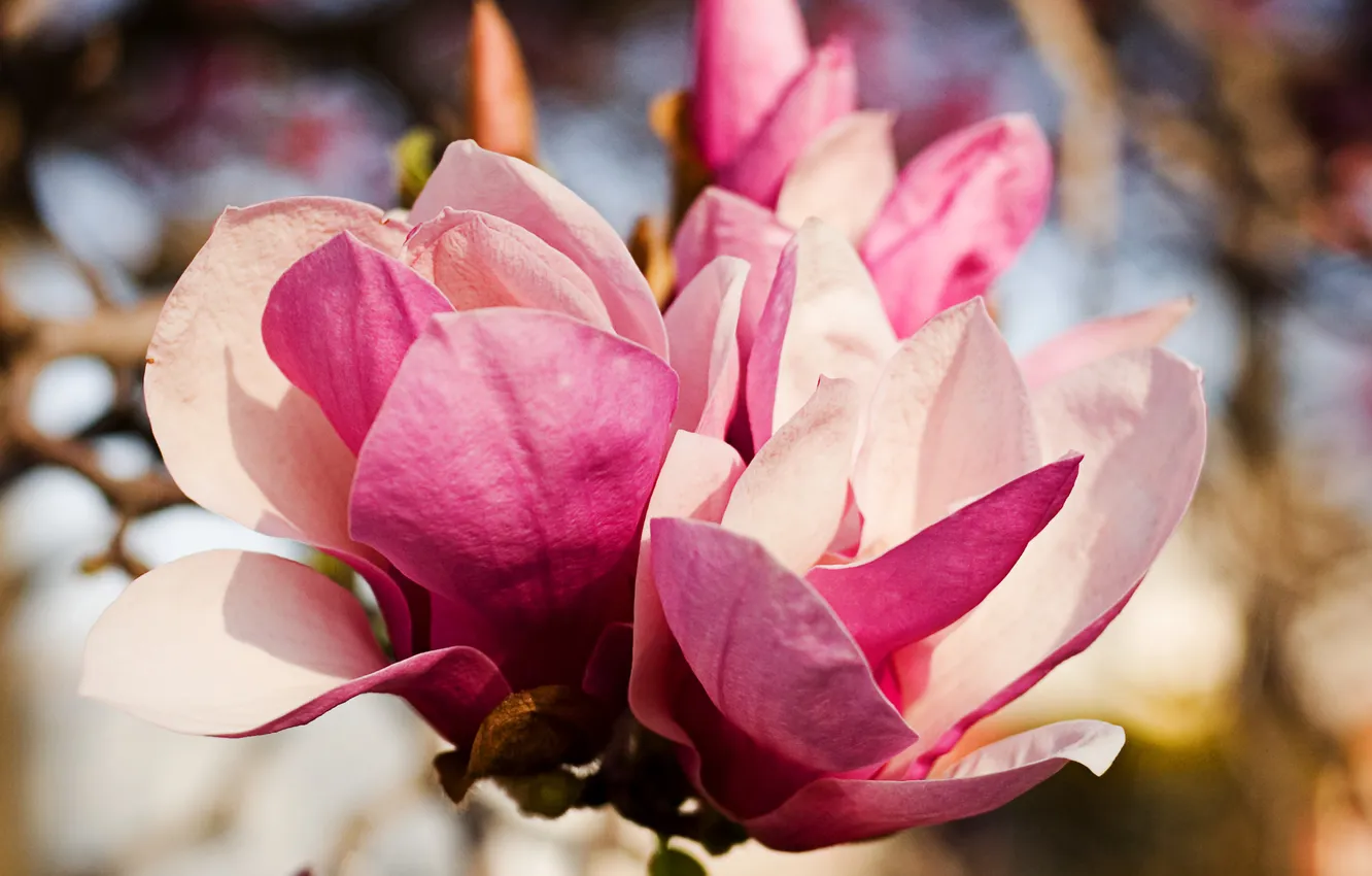 Photo wallpaper flowers, pink, buds