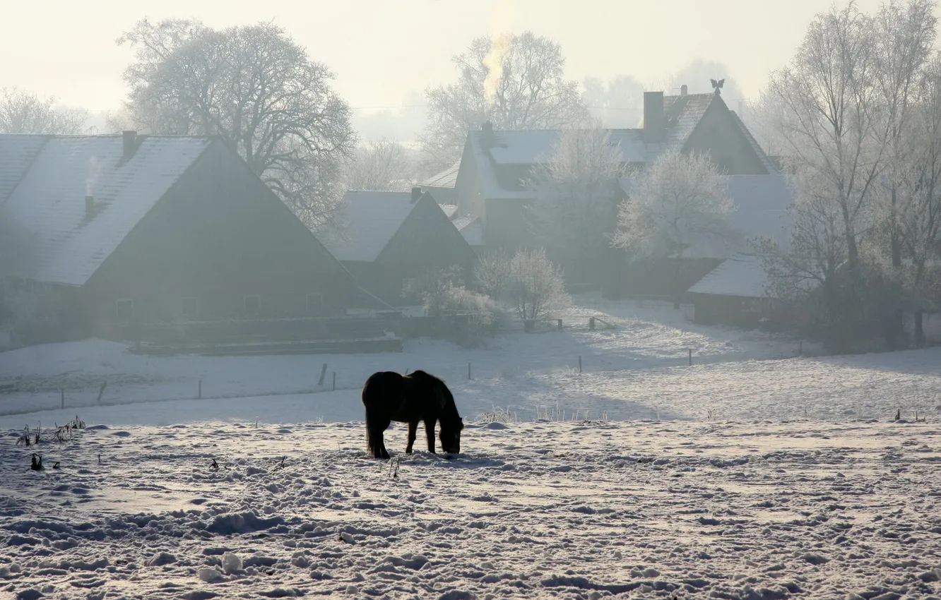 Photo wallpaper winter, snow, horse, home