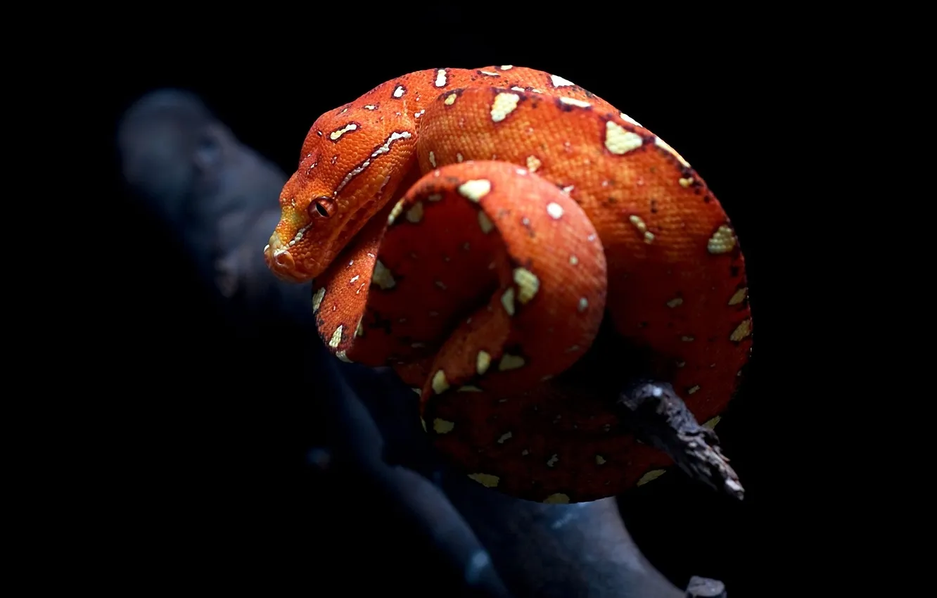 Photo wallpaper macro, tangle, the dark background, snake, branch, spot, red, curled