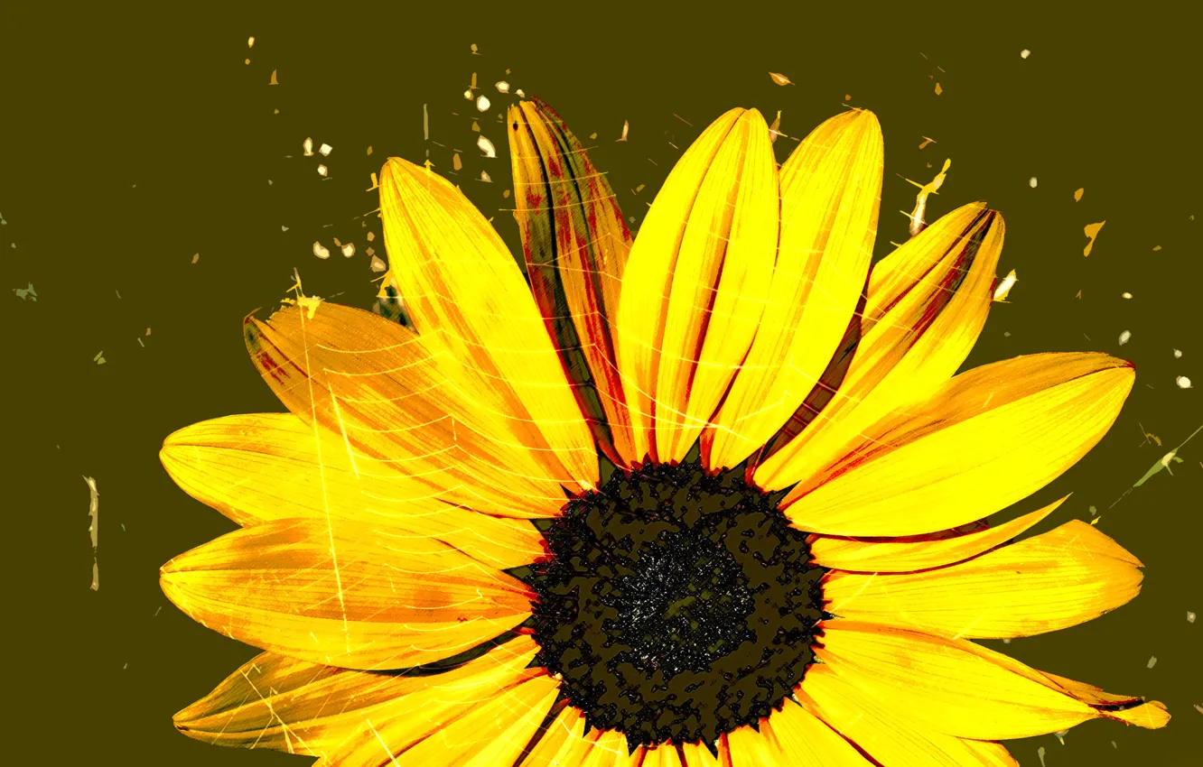 Photo wallpaper flowers, figure, web, petals, gerbera