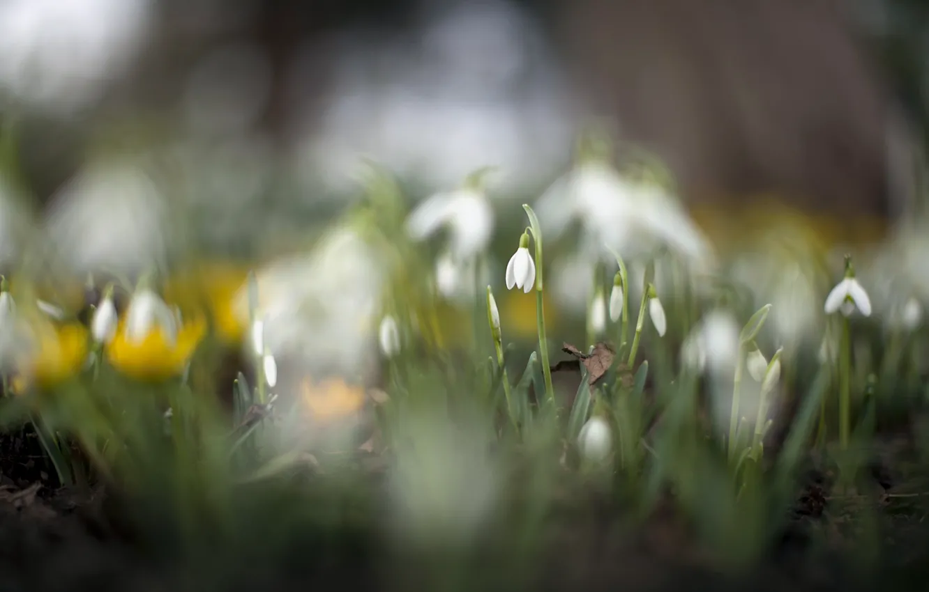 Photo wallpaper flowers, nature, spring