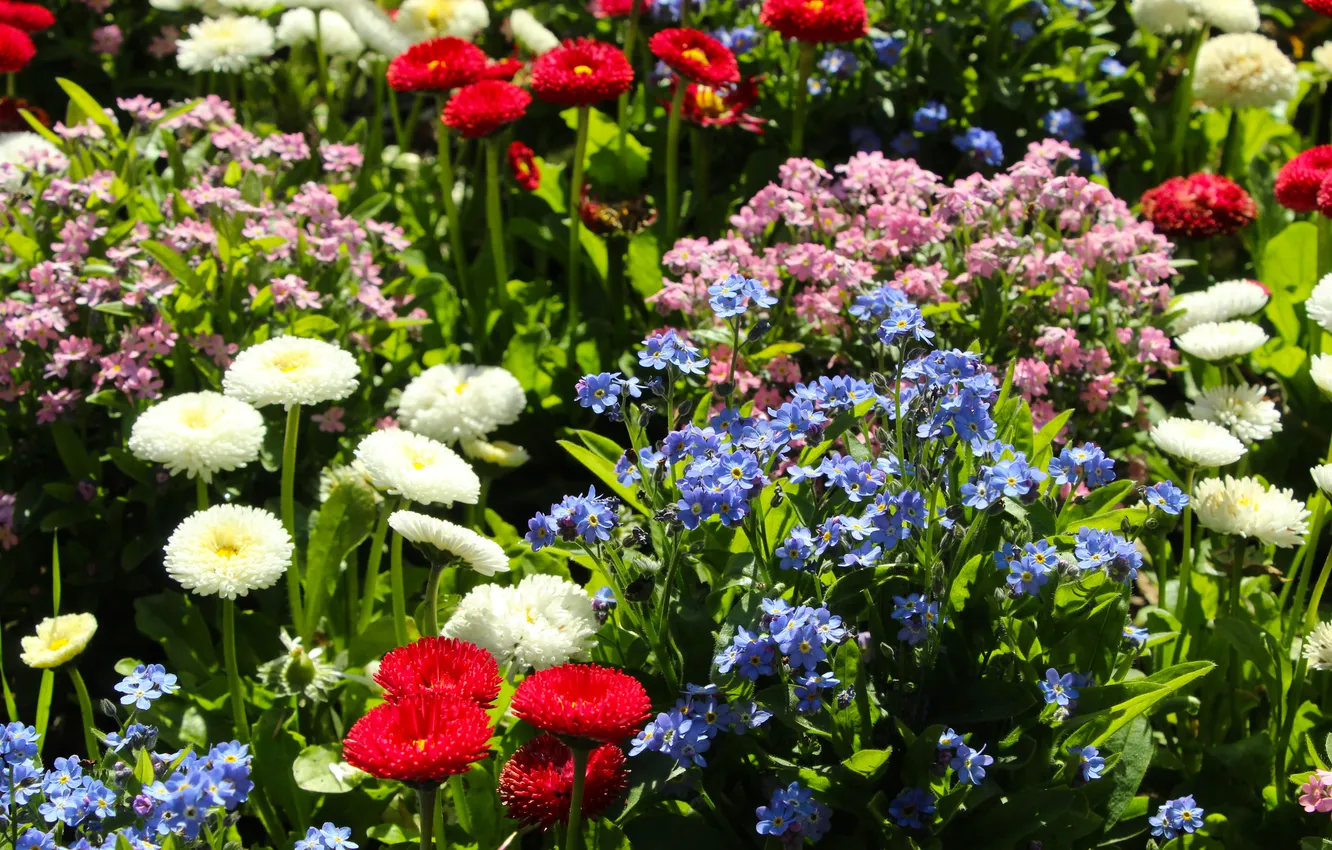 Photo wallpaper garden, spring, blooming, colorfuff