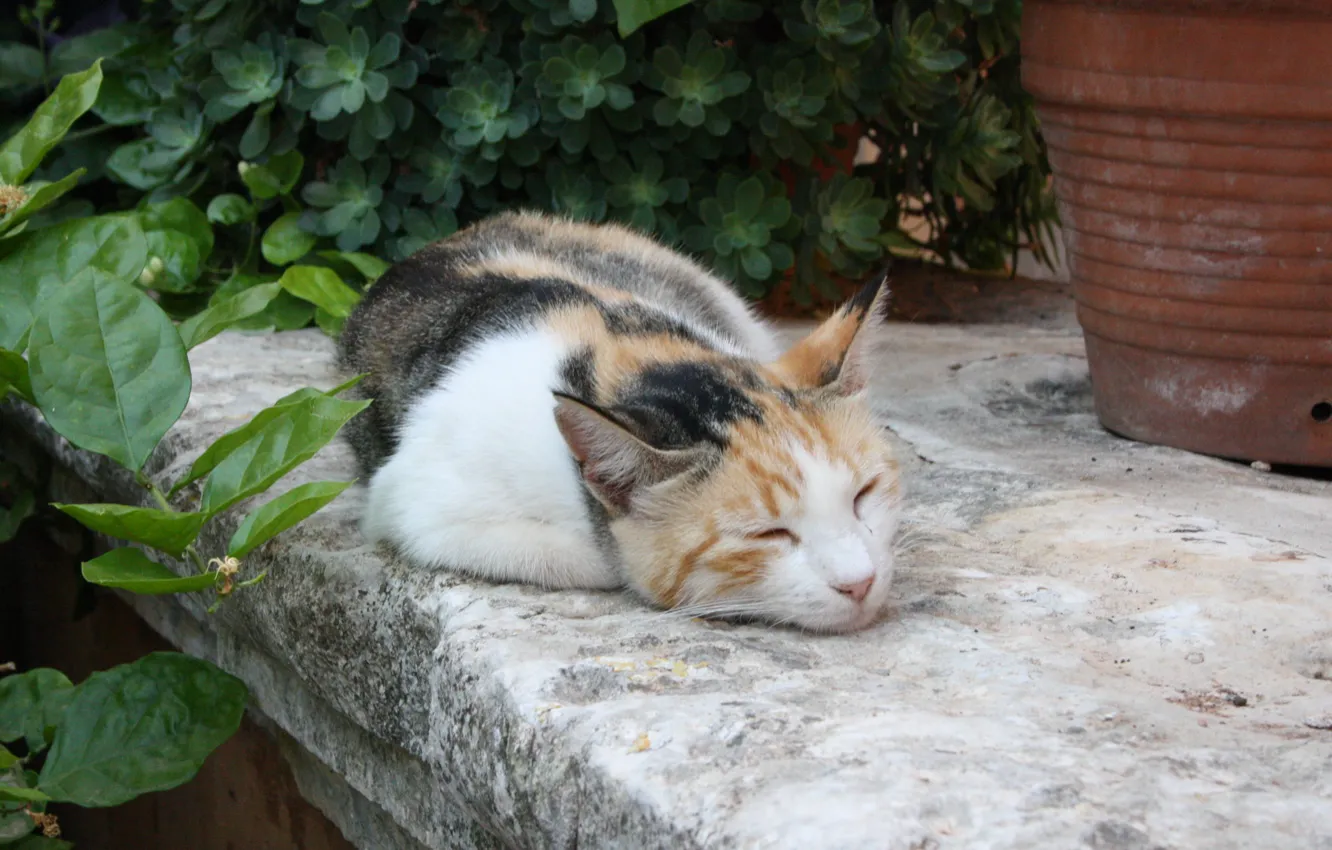 Photo wallpaper cat, flowers, sleeping, pot
