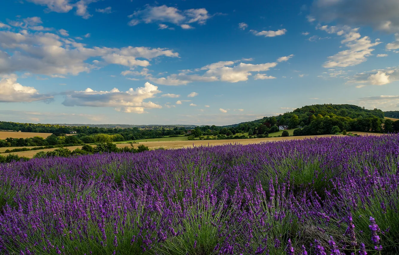 Photo wallpaper field, the sky, clouds, home, lavender, farm