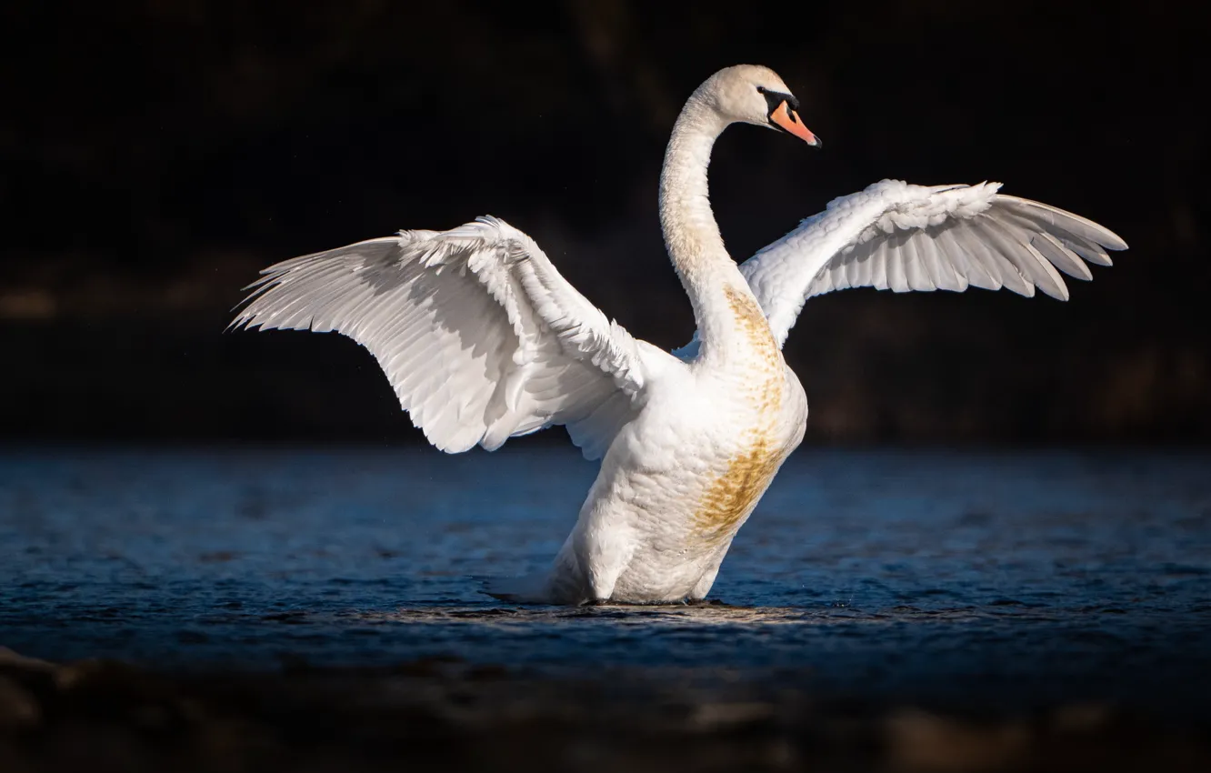 Photo wallpaper white, the dark background, bird, Swan, pond, flap