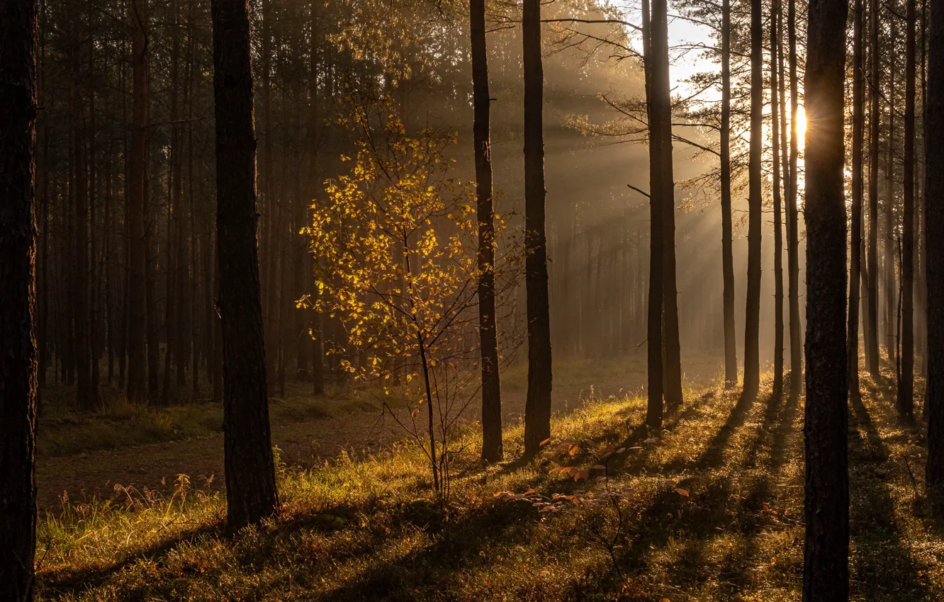Photo wallpaper autumn, forest, light