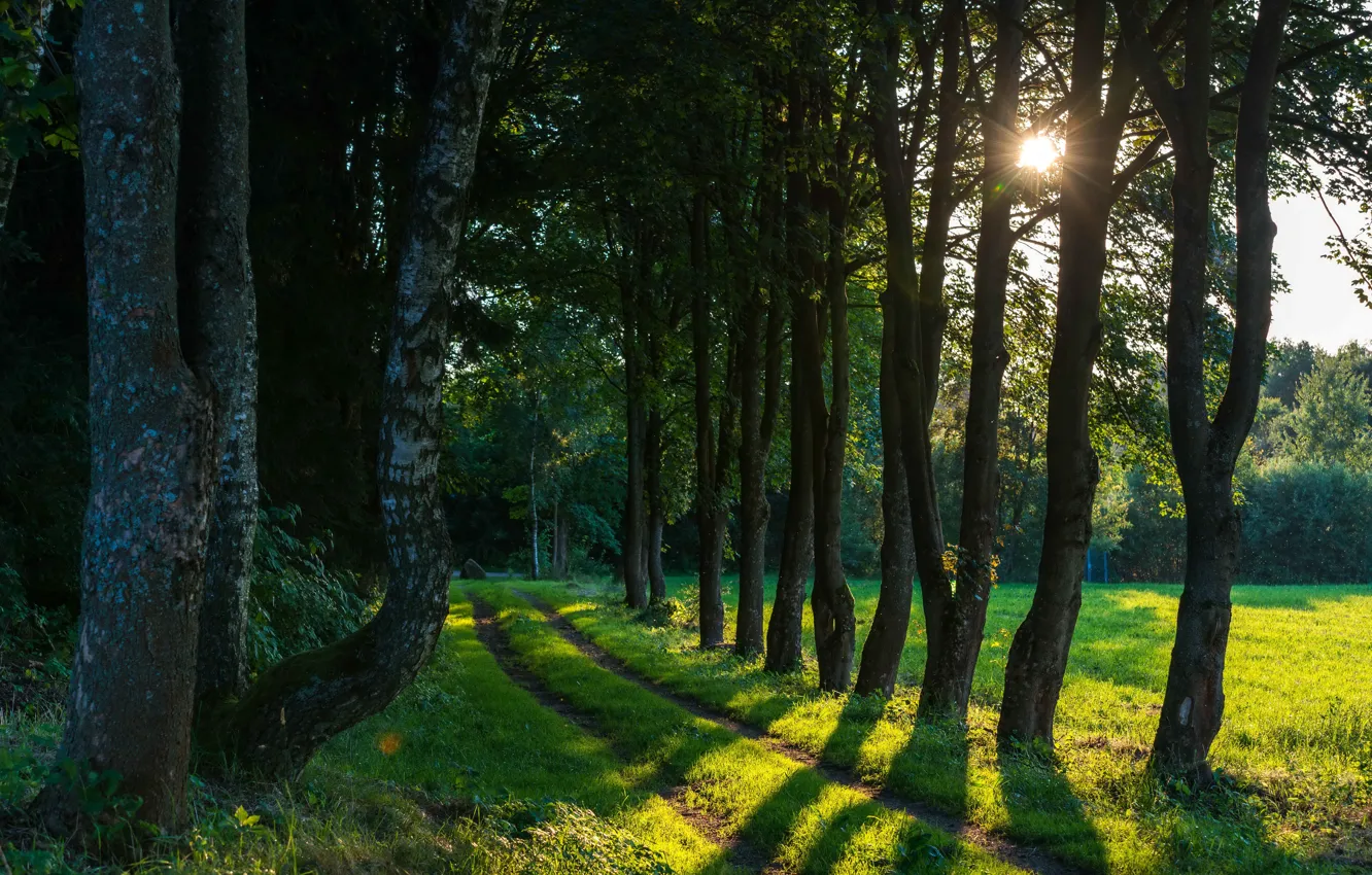 Photo wallpaper greens, forest, summer, grass, the sun, trees, glade, path