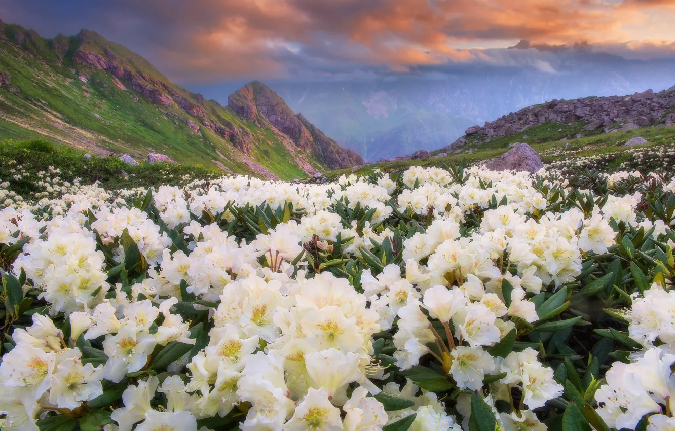 Photo wallpaper the sky, clouds, flowers, mountains, nature