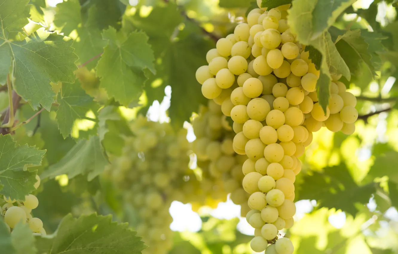 Photo wallpaper nature, berries, grapes, vineyard, the bushes