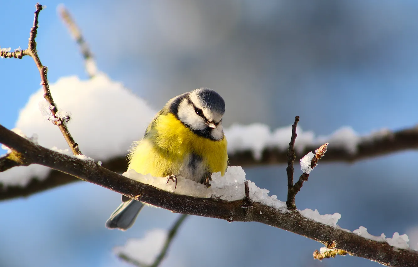 Photo wallpaper winter, snow, branches, bird, tit