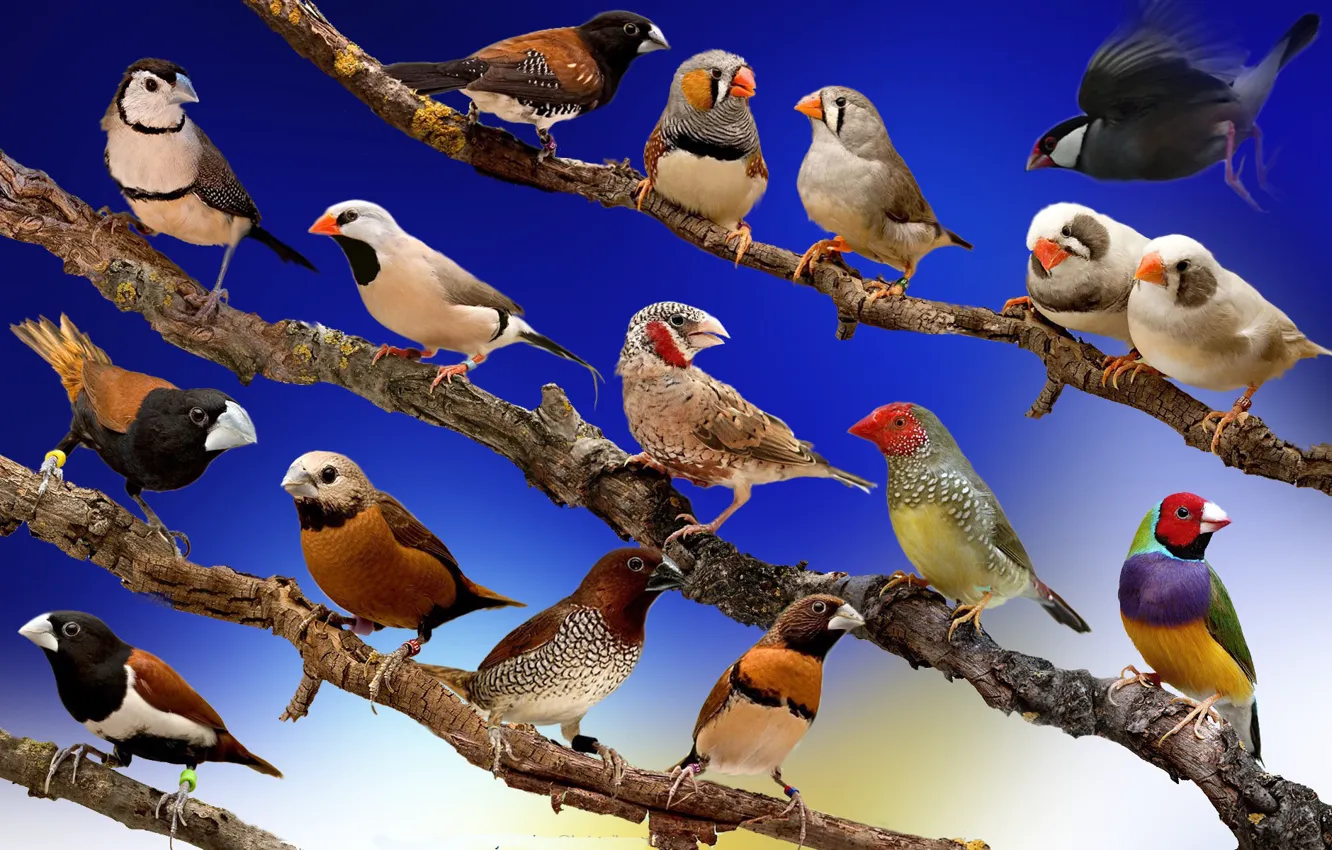 Photo wallpaper the sky, branches, collage, bird