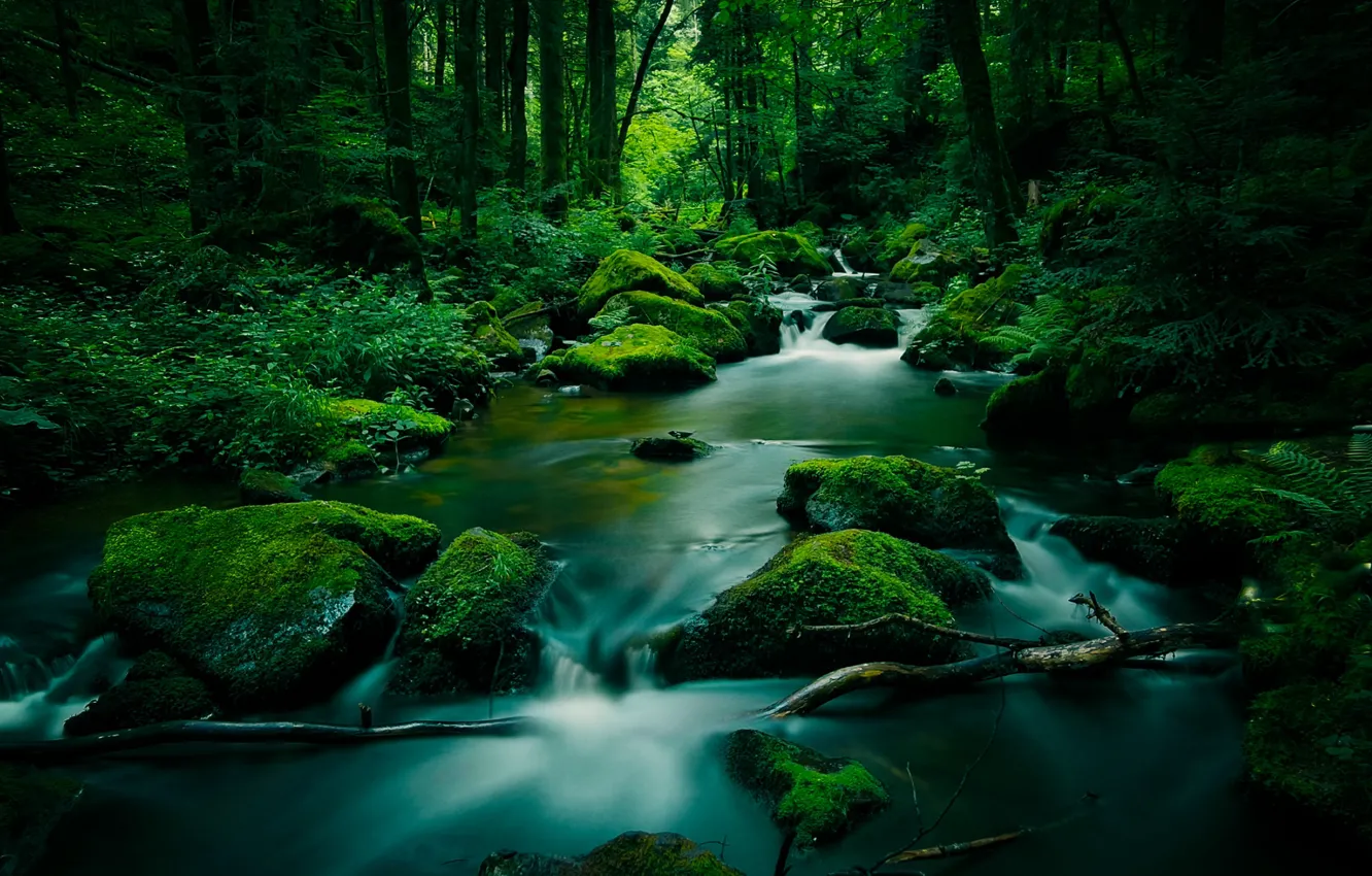 Photo wallpaper forest, green, river, stones, moss