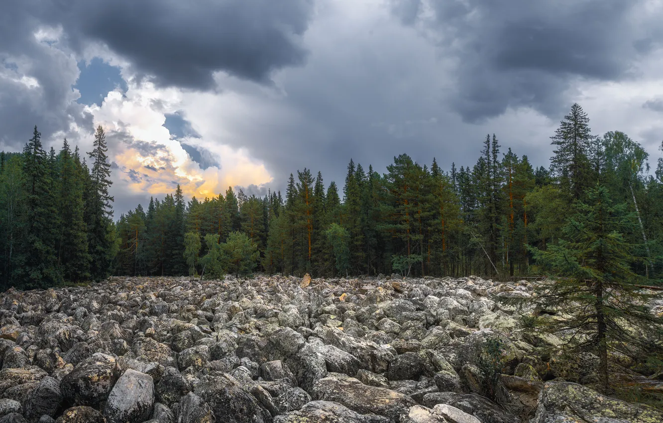 Photo wallpaper rocks, stones, tress, forrest