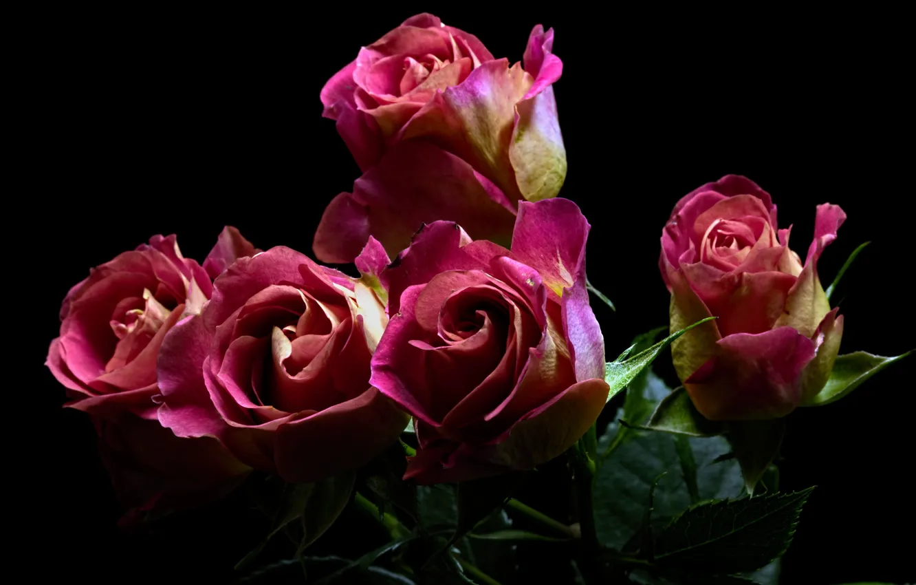 Photo wallpaper leaves, black background, pink roses