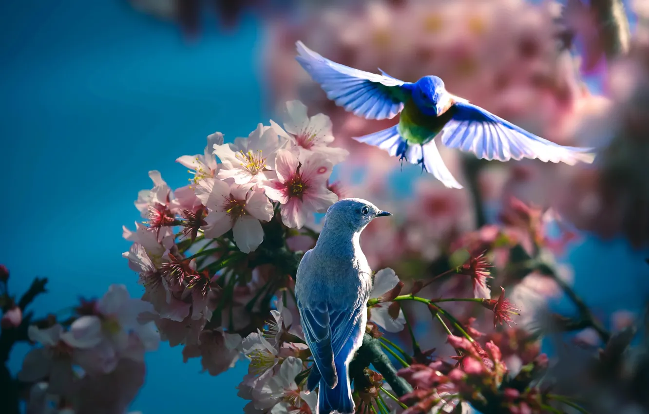 Photo wallpaper birds, branches, nature, spring, pair, flowering, Thai Phung