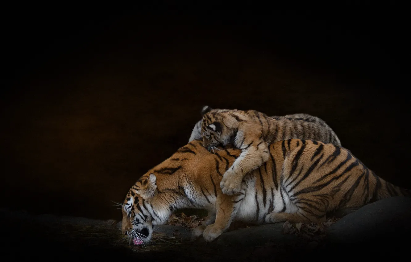 Photo wallpaper tiger, pose, shore, the game, treatment, pair, lies, black background