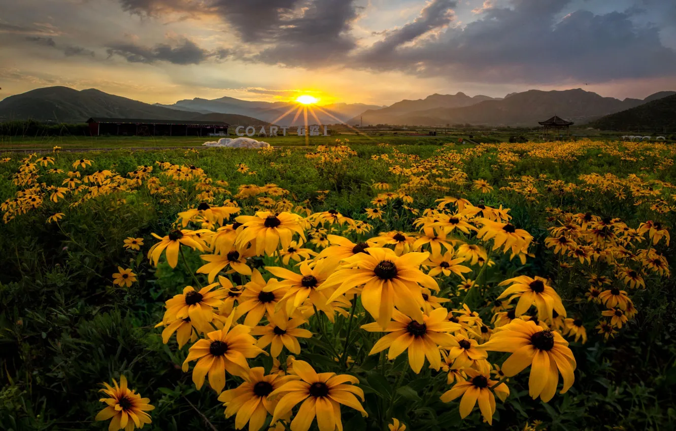 Photo wallpaper summer, flowers, field, meadow