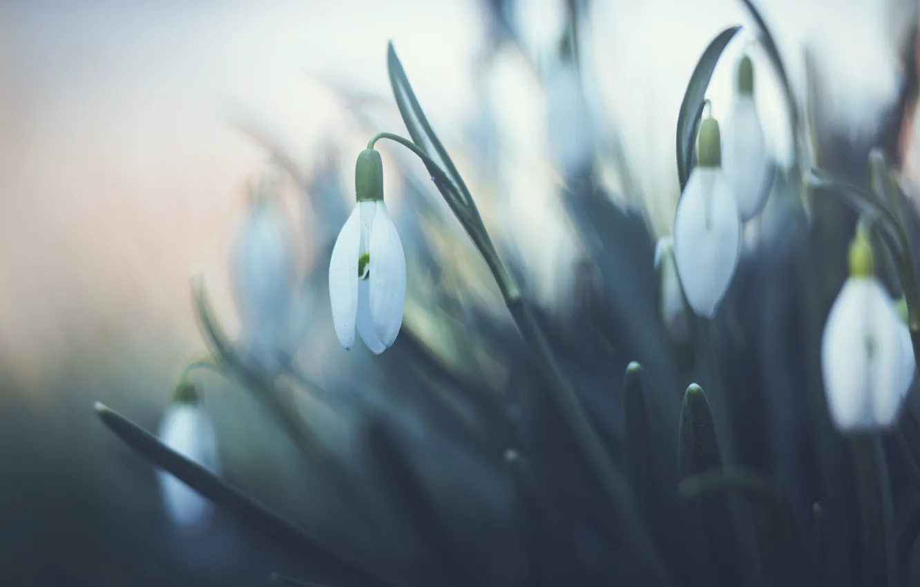 Photo wallpaper flowers, blur, spring, snowdrops, white, buds, bokeh