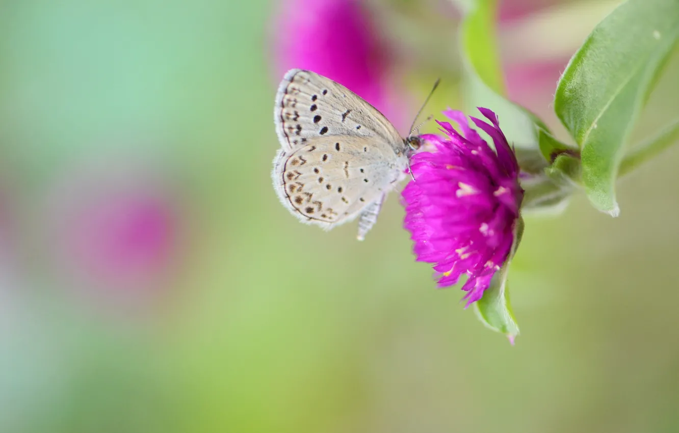 Photo wallpaper background, butterfly, clover, flowers