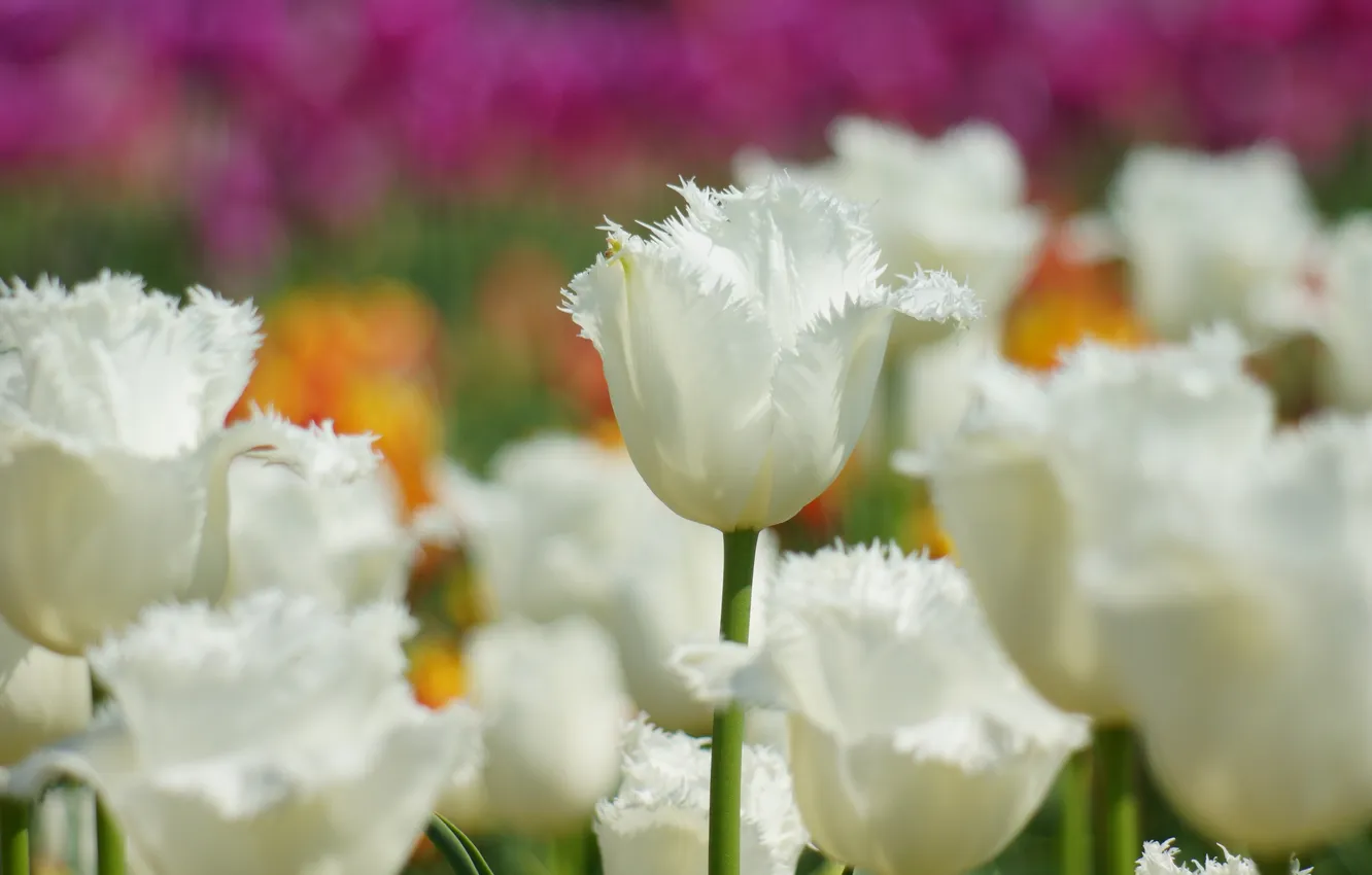 Photo wallpaper flowers, focus, tulips, white, of priod