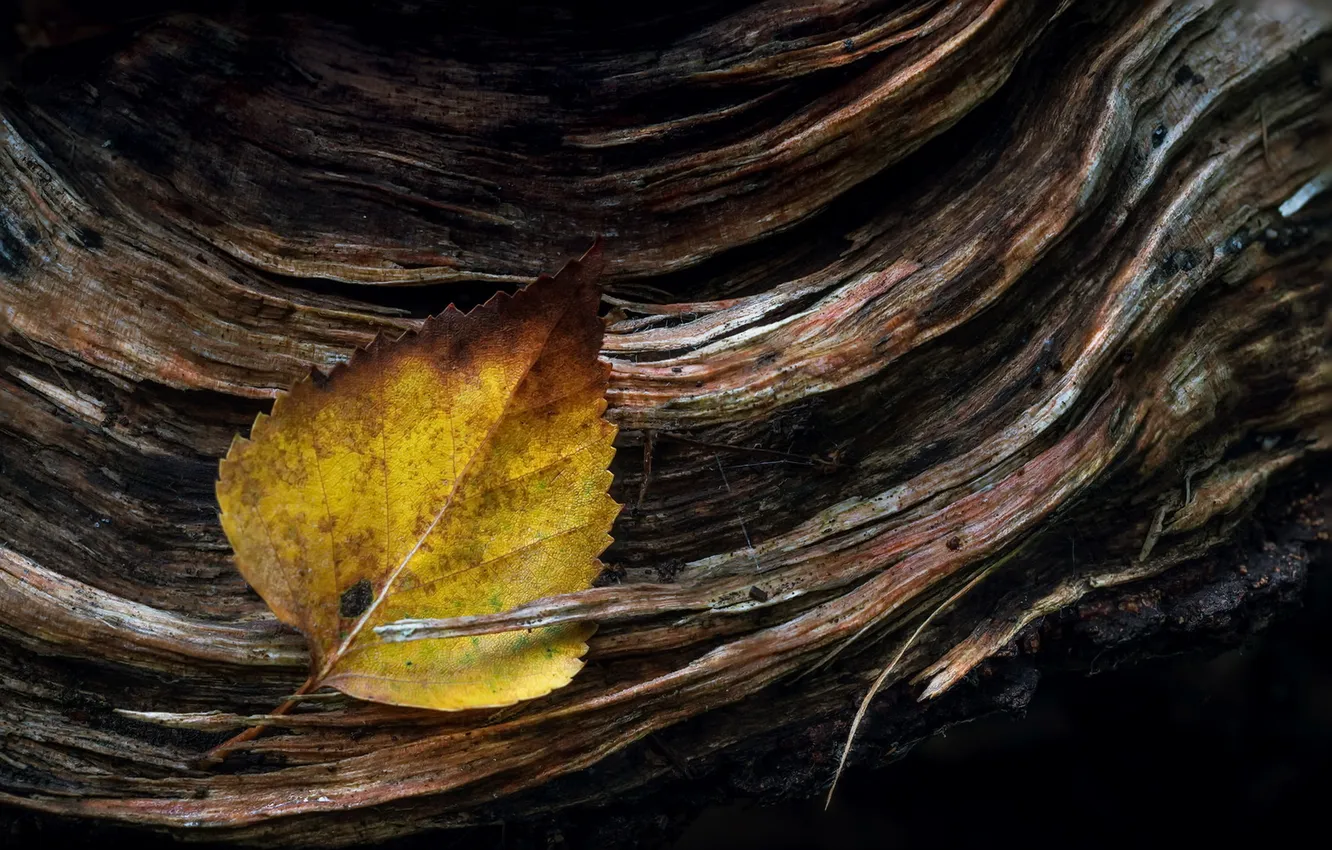 Photo wallpaper autumn, sheet, tree
