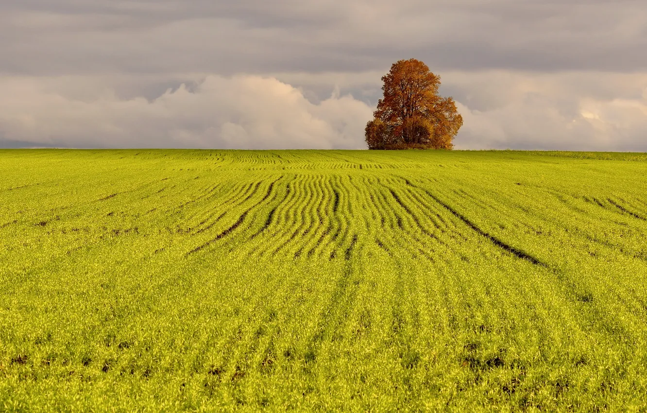 Photo wallpaper field, trees, landscape, nature