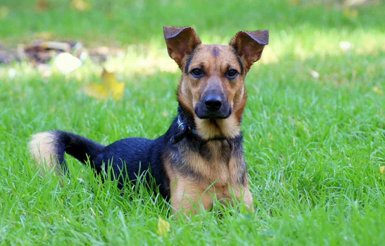 Photo wallpaper grass, green, each, devotion, dog, spring