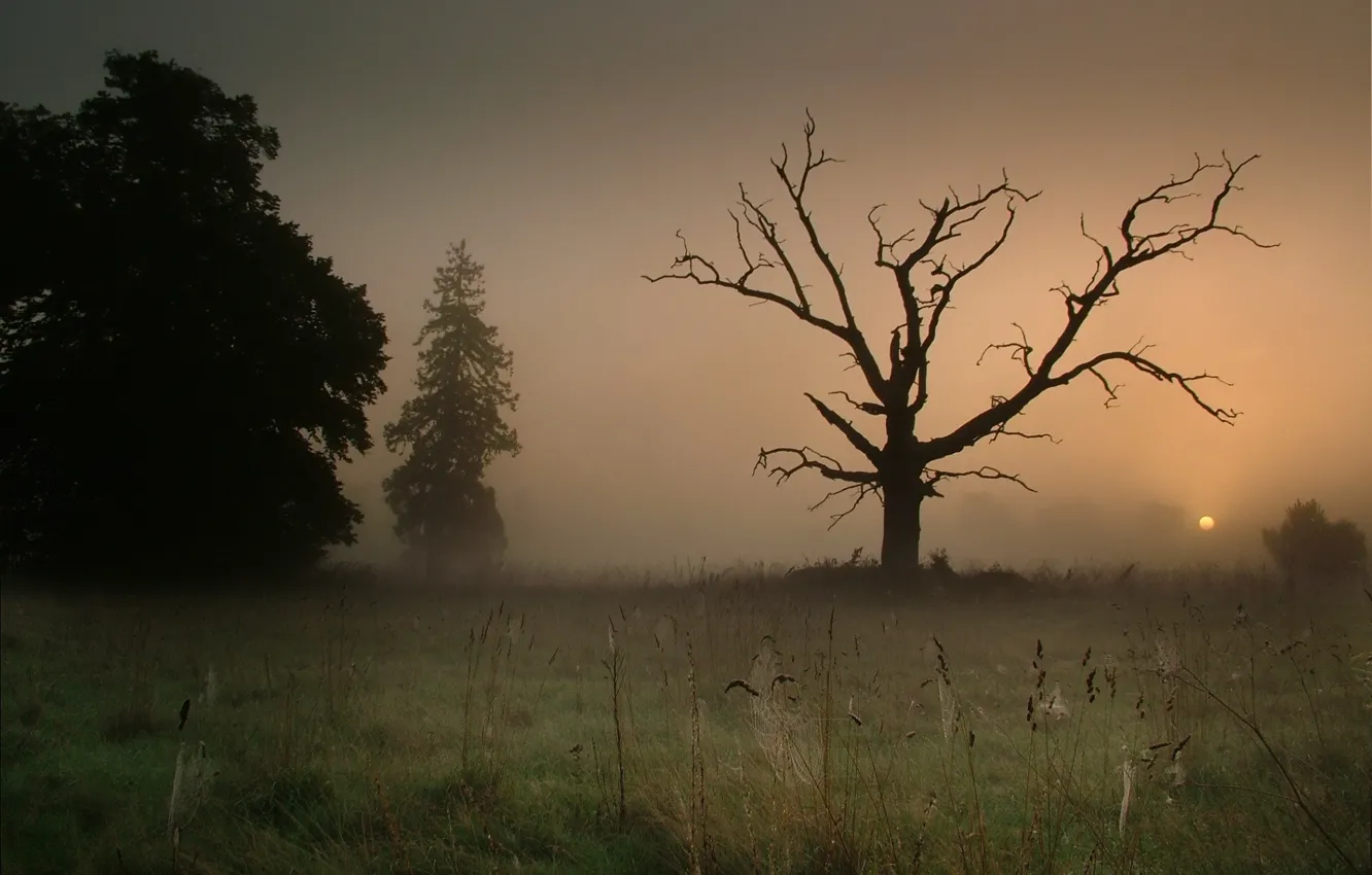 Photo wallpaper fog, web, Tree
