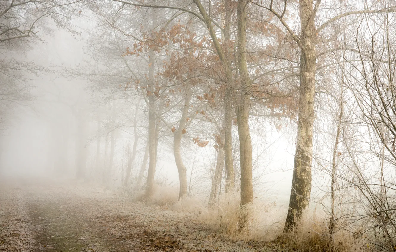 Photo wallpaper road, trees, fog