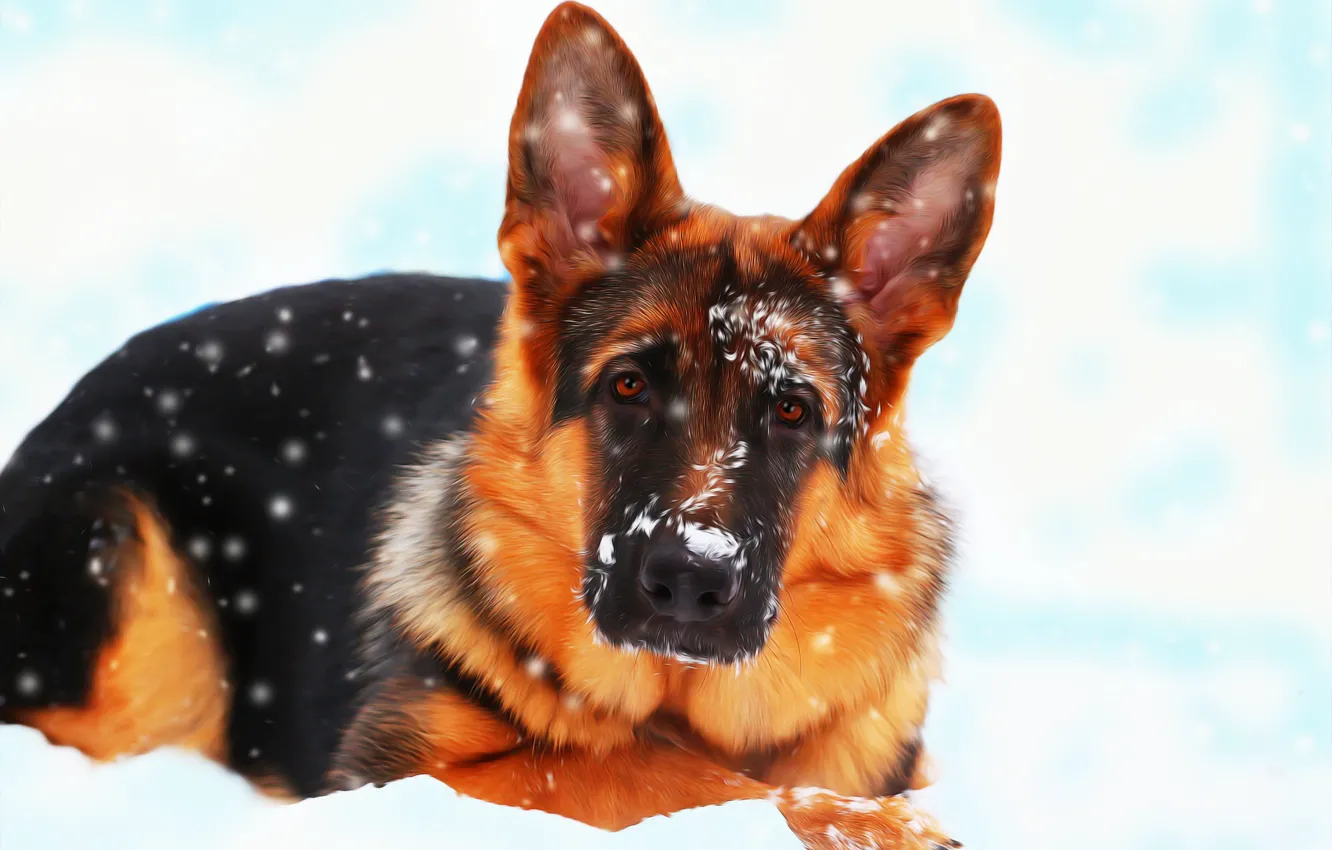 Photo wallpaper snow, each, dog, German shepherd