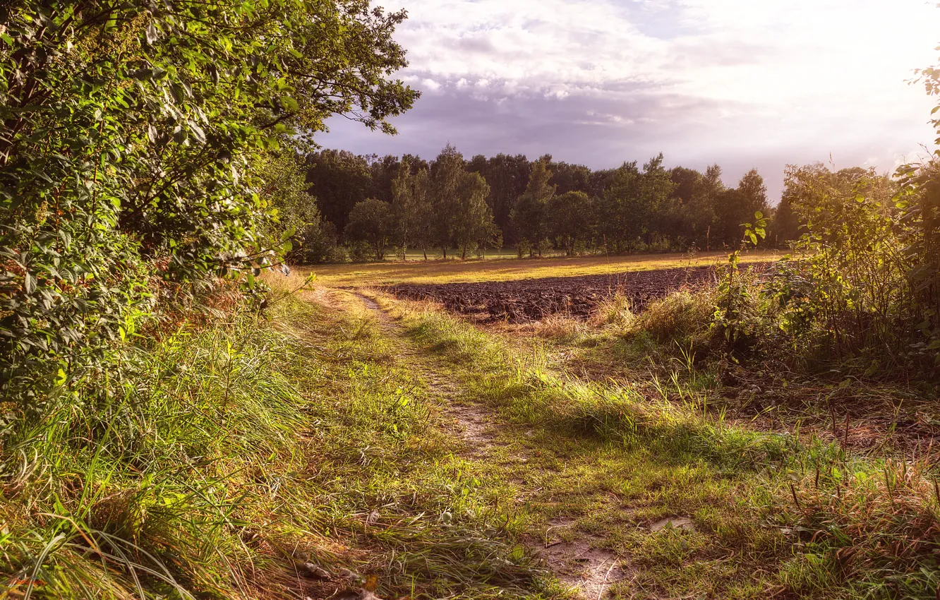 Photo wallpaper field, trees, Norway, plowing, Fevik