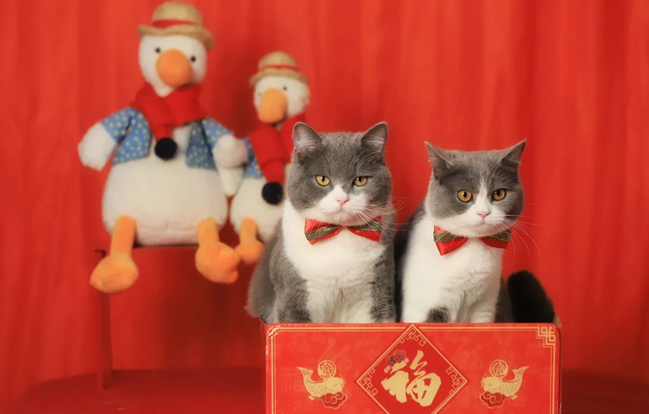 Photo wallpaper look, cats, bench, birds, pose, box, cats, toys