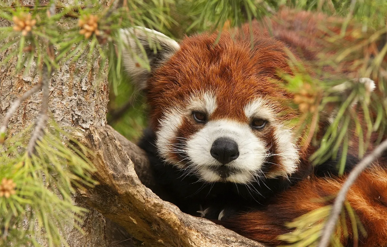 Photo wallpaper trees, needles, branches, red Panda, red Panda