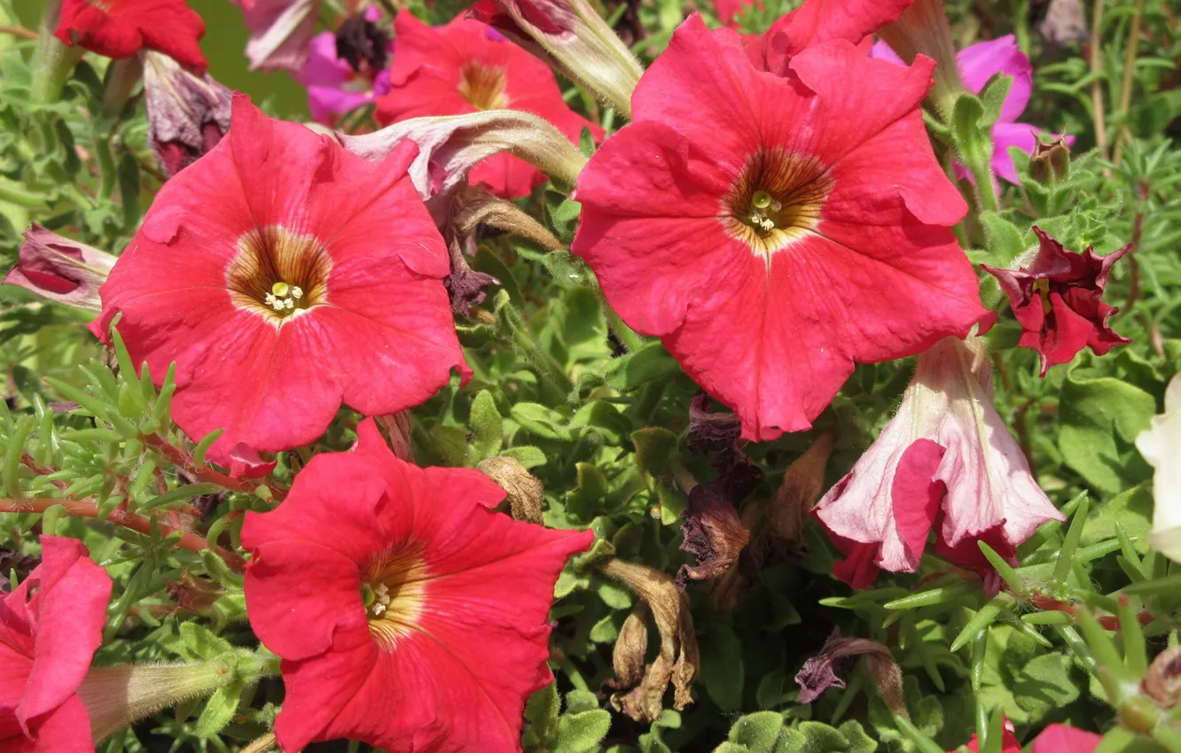 Photo wallpaper flowers, red, Petunia, petunias, spring 2018, Mamala ©