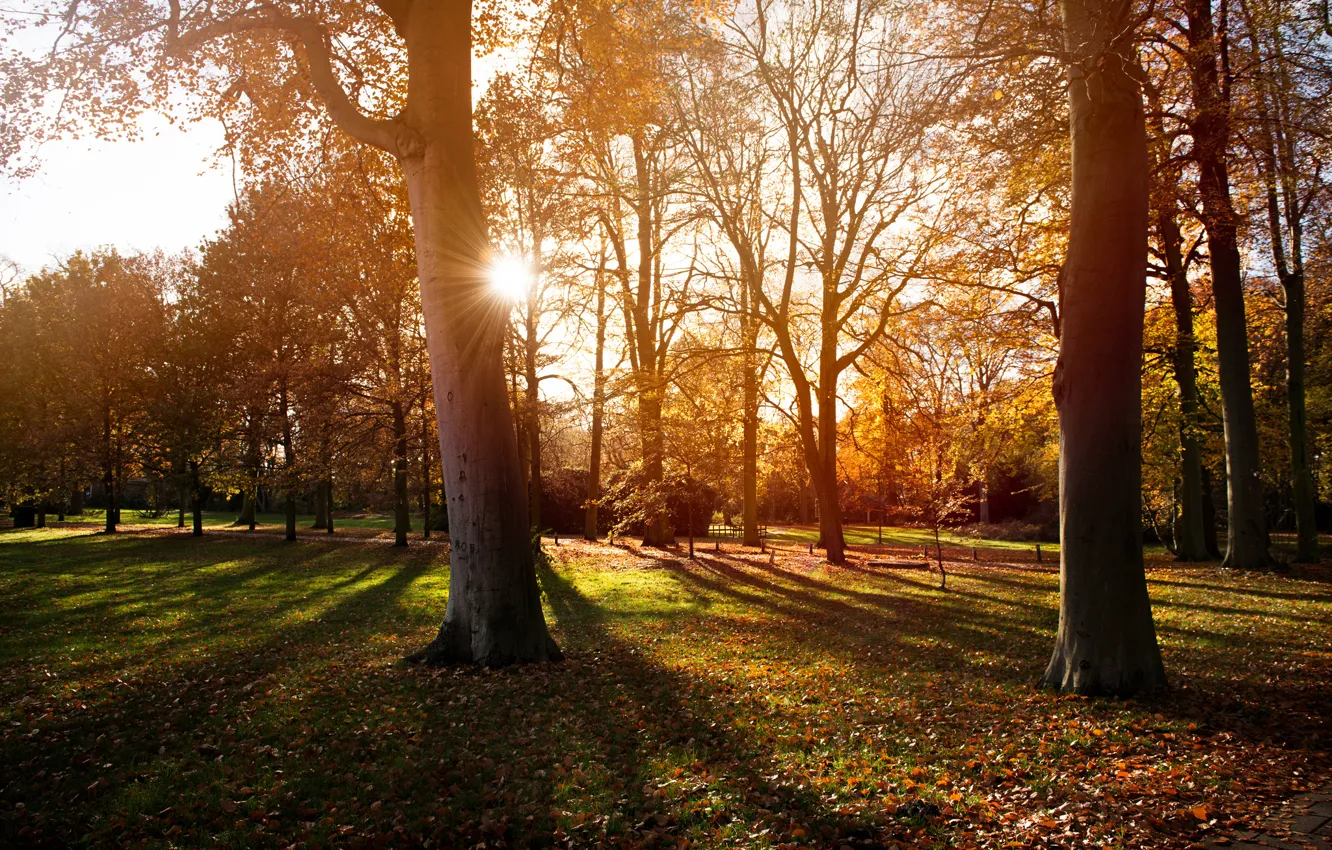 Photo wallpaper autumn, the sun, light, trees, sunset, nature, Park, shadows
