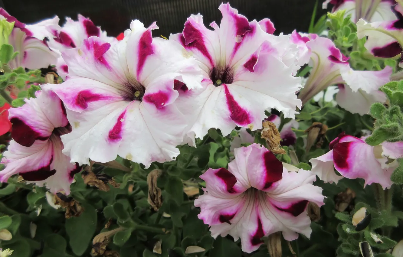 Photo wallpaper summer, flowers, Petunia, Meduzanol ©