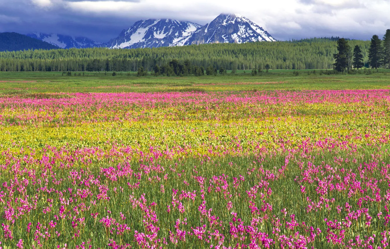 Photo wallpaper forest, clouds, trees, flowers, mountains, bright, pink, Field