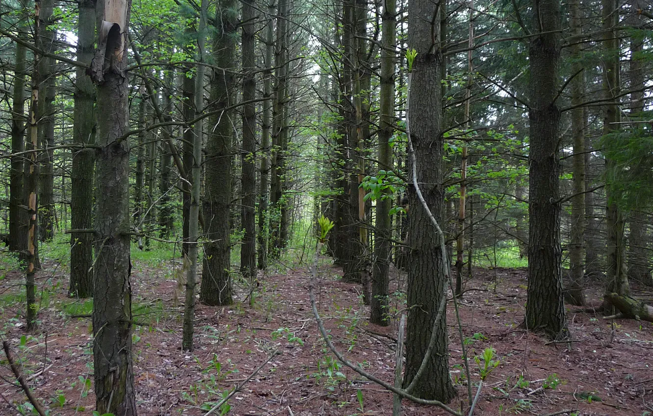 Photo wallpaper forest, trees, nature