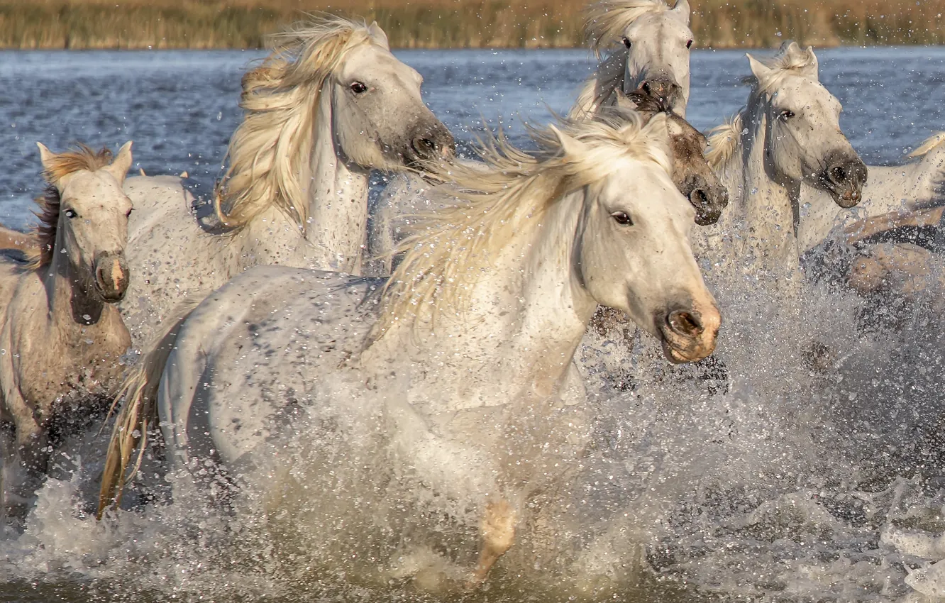 Photo wallpaper animals, water, squirt, nature, horses, horse