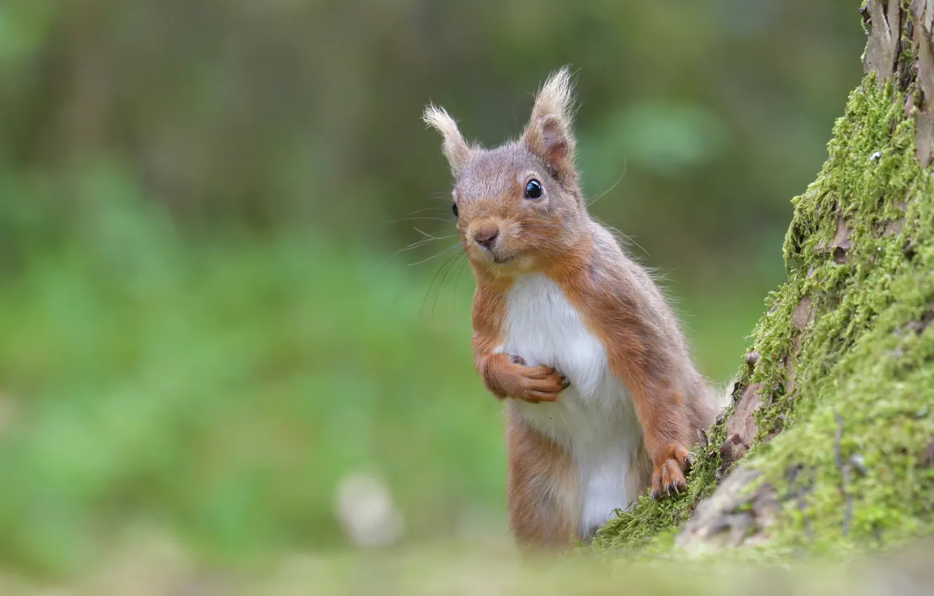 Photo wallpaper nature, animal, moss, protein, animal, rodent