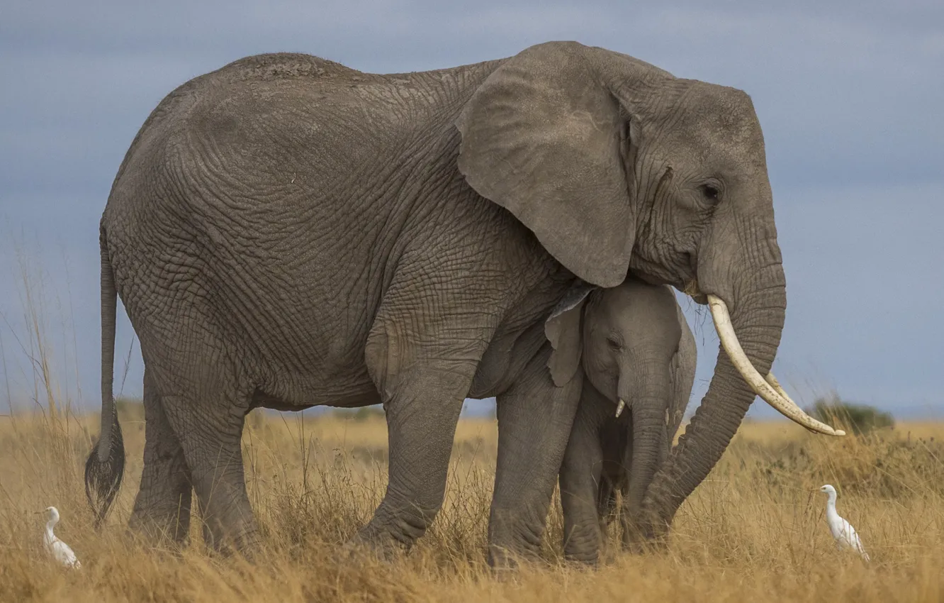 Photo wallpaper bird, elephant, family, Africa