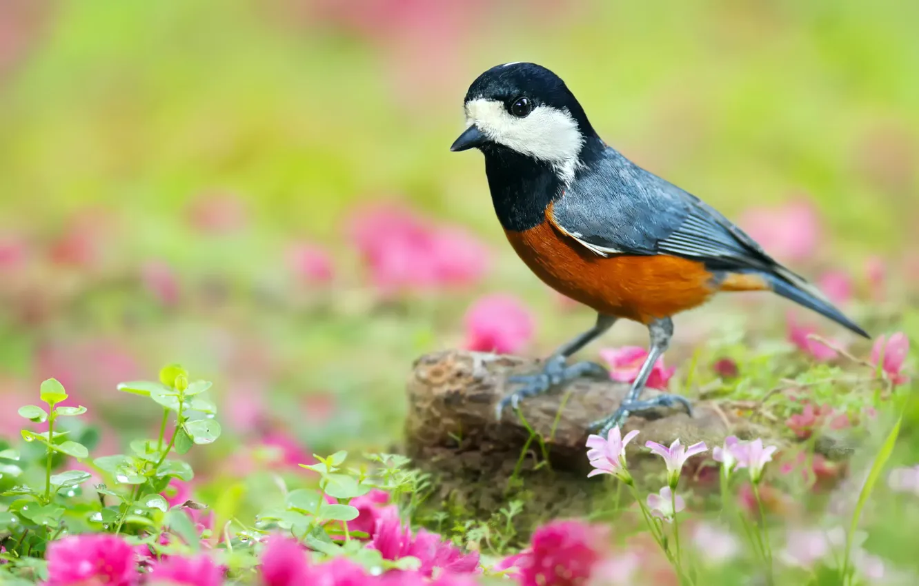 Photo wallpaper greens, grass, leaves, flowers, nature, stones, bird, pink